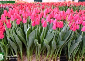 Tulipa Lipstick ® (1)